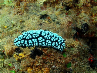 True sea slug, Island Bali, Tulamben