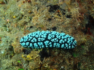 True sea slug, Island Bali, Tulamben