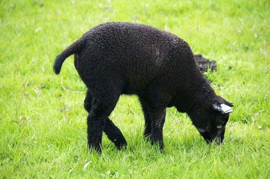 pecora nera