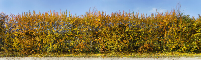 Golden fence
