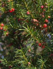 Juniper berries