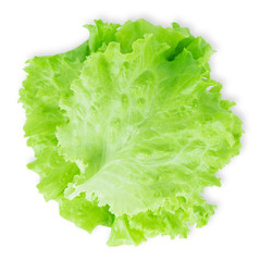 Fresh lettuce leaf
