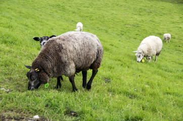 pecore al pascolo