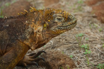Land Iguana in Galapagos Islands