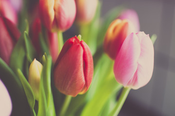 Obraz premium Pink and red tulips
