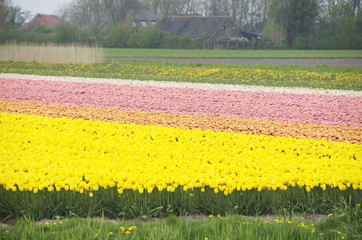 campi di tulipani