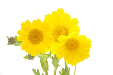 golden daisy on a blue background
