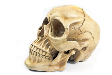 Human skull isolated on white