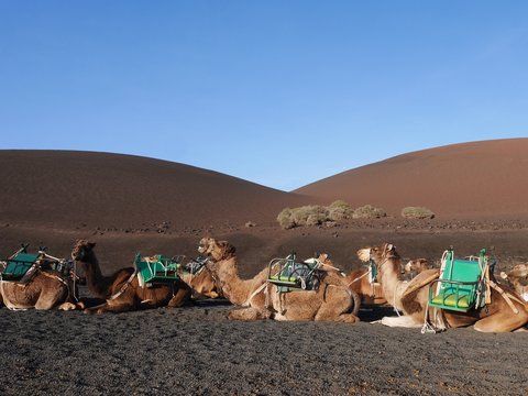 Kamele auf Lanzarote