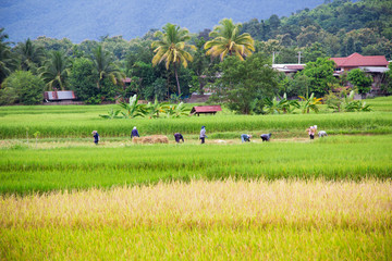 Unidentified Thai farmers in rice field