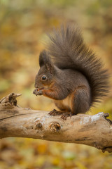 Red squirrel with golden background