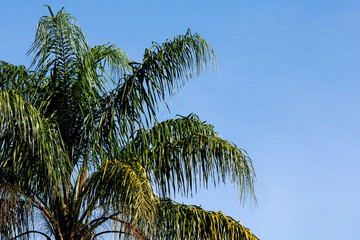 palm trees against the sky