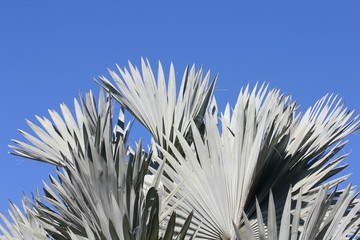 palm trees against the sky