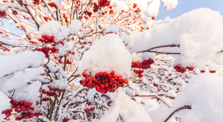 Snow Covered Rowan