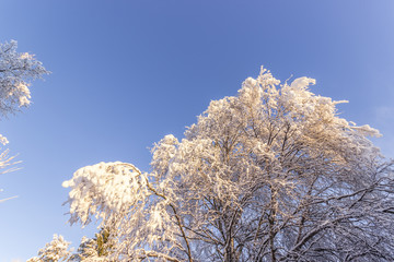 Snow Covered Trees