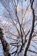 Inside a Birch Tree in Winter