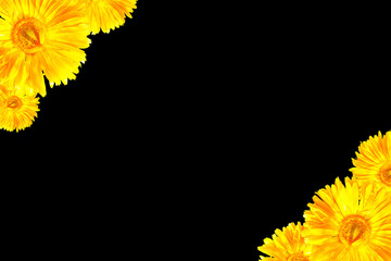 yellow Gerbera framework