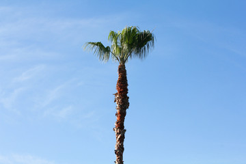 palm tree against the sky