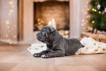 Dog breed Cane Corso puppy © Anna Averianova