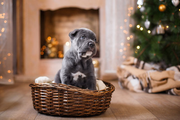 Dog breed Cane Corso puppy