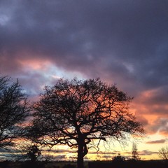 Sunset behind an oak tree
