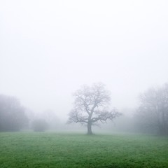 Obraz na płótnie Canvas Misty morning and oak tree