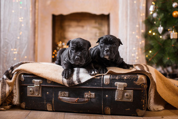 Dog breed Cane Corso puppy