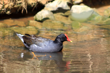 African coot