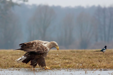 Fototapeta premium die Kuh vom Eis Seeadler ist vorsichtig