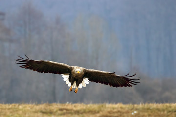 Offensive Attack Seeadler