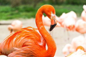 Flamingos