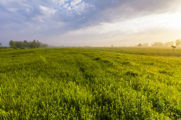 Fototapeta premium sunset in spring forest