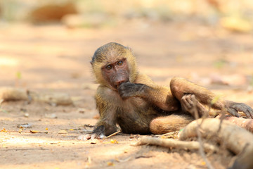 Olive Baboon (Papio anubis) in Mole National park, Ghana