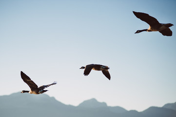 Gooses