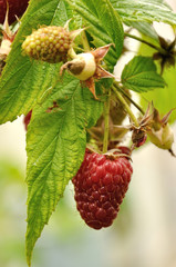 branch of red raspberry