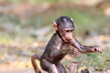 Olive Baboon (Papio anubis) in Mole National park, Ghana
