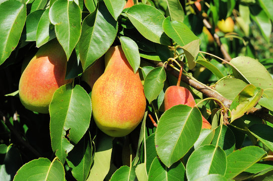 Three ripe pears on the tree