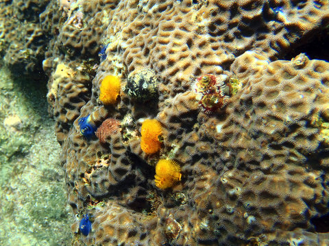 Colorful Tropical Reef
