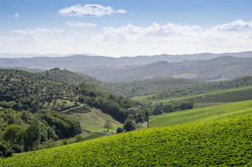 Obraz premium vignes chianti