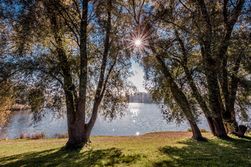 Sunlight trough trees