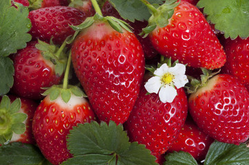ripe fresh isolated strawberry