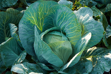 Cabbage with drops of cool morning dew