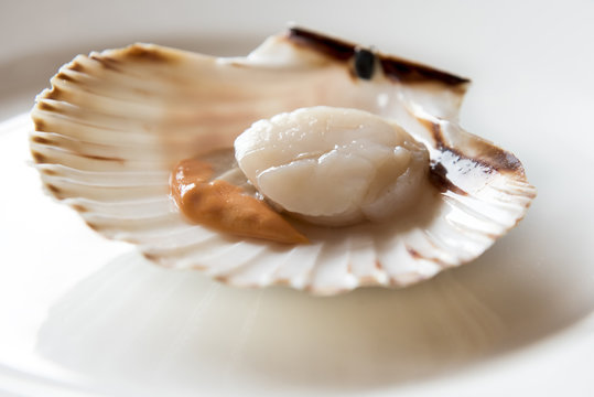 Fresh opened scallop