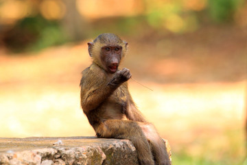 Naklejka premium Olive Baboon (Papio anubis) in Mole National park, Ghana
