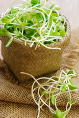 Obraz premium green young sunflower sprouts