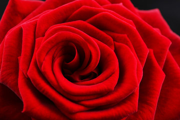 Beautiful red rose close-up