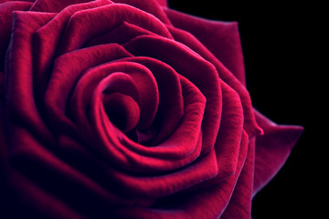Beautiful red rose close-up