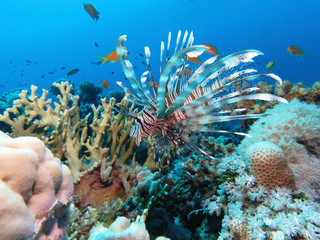 Rotes Meer Unterwasser Macro Tauchen