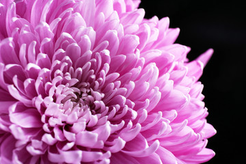 Beautiful chrysanthemum close-up