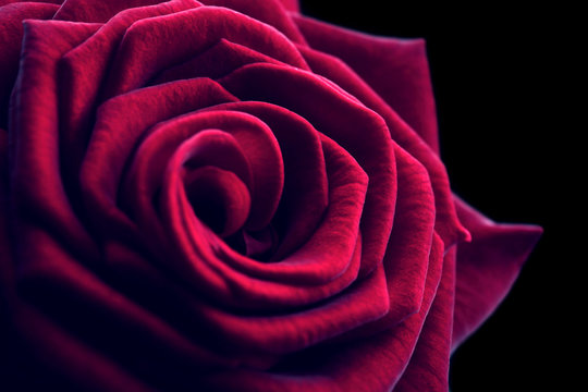 Fototapeta Beautiful red rose close-up